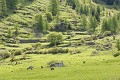 <center>
La vie reprend ses droits et les animaux retrouvent les vallées où ils peuvent s'alimenter sans danger. Les prairies deviennent, alors, terrains de chasse privilégiés du photographe ! Harde chamois et prairie alpine Grand paradis 